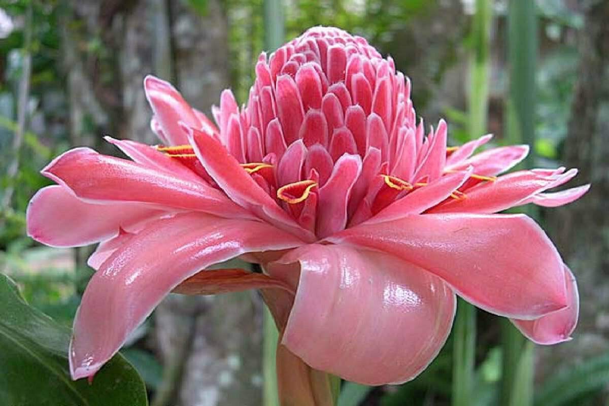新品未使用　OHGA FLOWER JAGUARD ピンク Amazon.com : Jocadew Etlingera elatior Pink,Torch Ginger,Combrang
